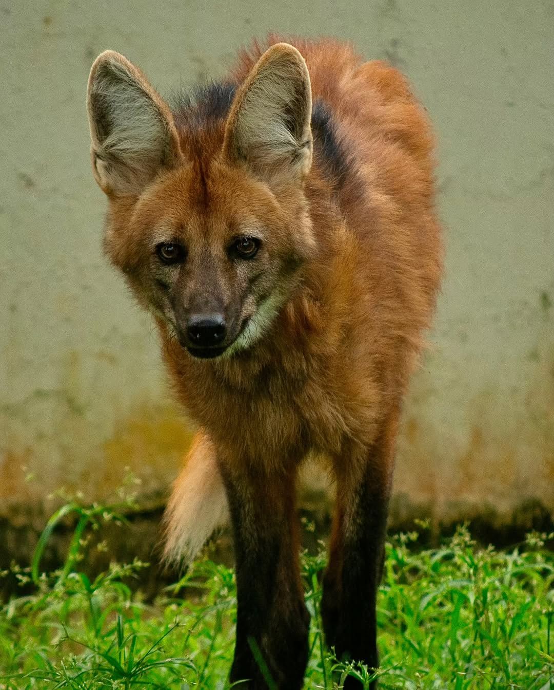Redes Sociais / @zoosalvador 