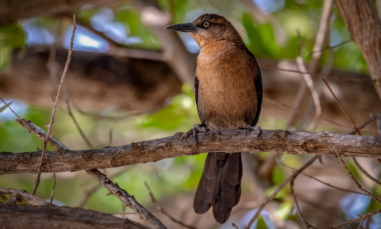 Operação investiga a atuação da quadrilha em uma rede criminosa dedicada ao tráfico de animais silvestres.Foto: Freepik