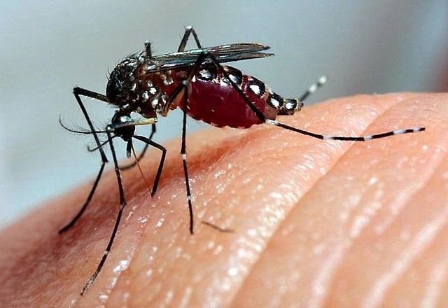 Arboviroses são doenças transmitidas principalmente por artópodes, como mosquitos e carrapatos. Foto: Agência Brasil