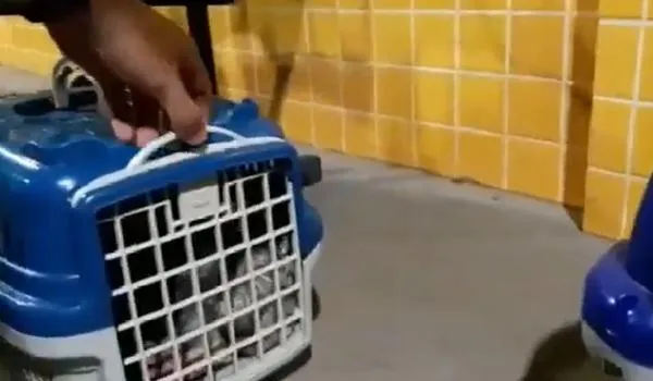 PRF resgata 14 filhotes de cachorro em situação de maus-tratos em bagageiro de ônibus na Bahia; assista