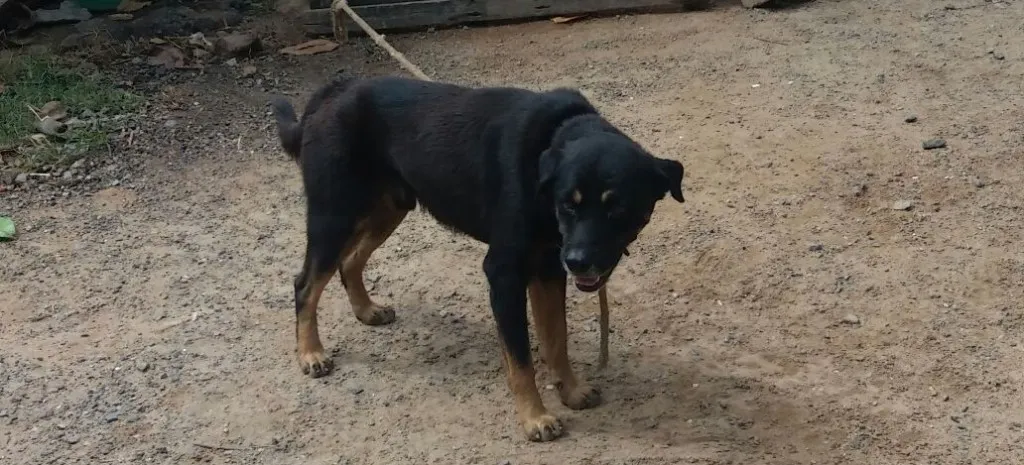 ‘CÃOPANHEIRO’: Cachorro encontra rapaz jogado em vala na San Martim; Confira o vídeo do resgate