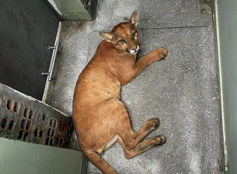 Onça-parda é resgatada após aparecer em casa na Bahia