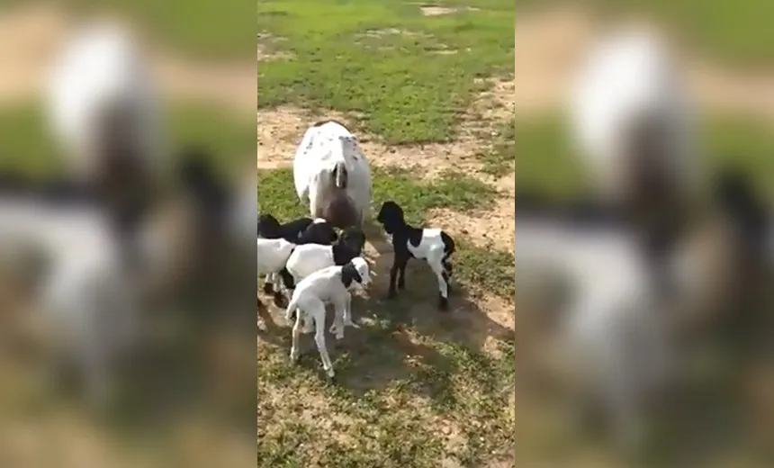 Ovelha dá à luz cinco filhotes em fazenda na Bahia; “Fato raro”, diz veterinário