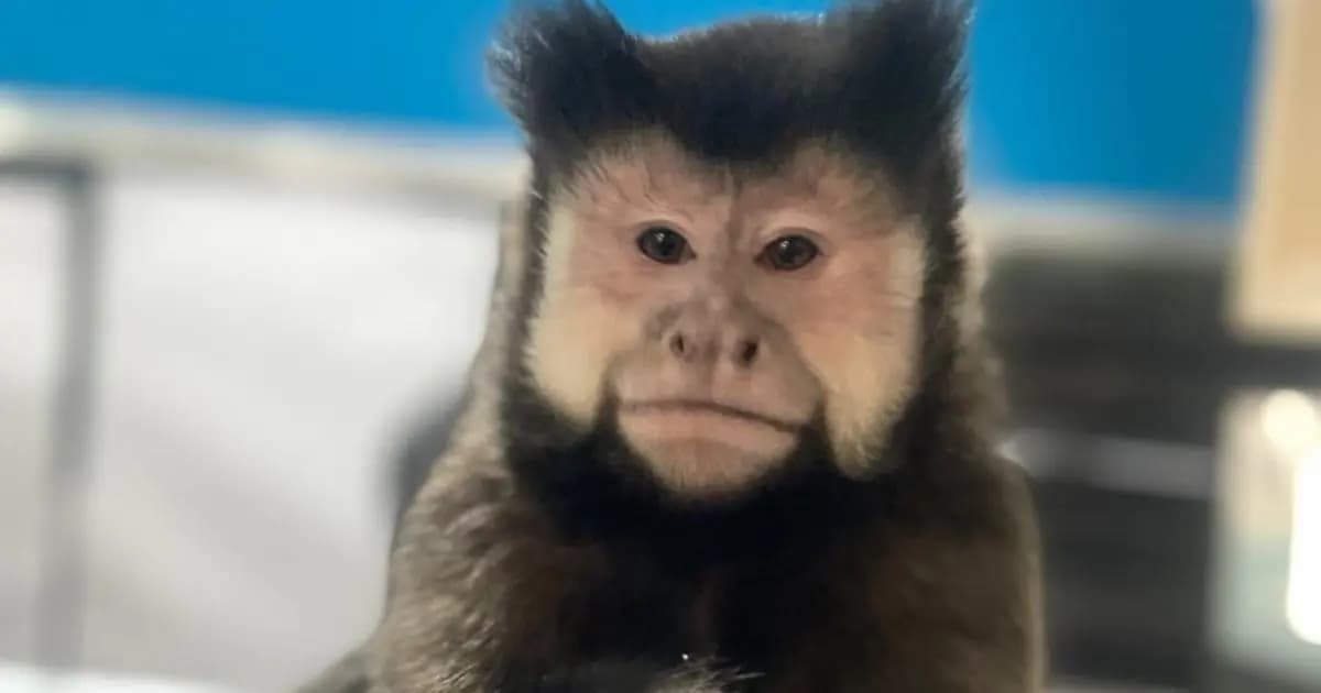 Morte Do Macaco De Marcell Moraes Exame Aponta Choque Hipovolêmico Hemorrágico Como Provável Causa Do Óbito De Alcebíades
