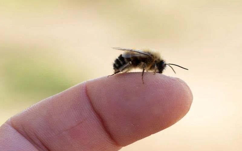 Abelhas africanizadas, comuns no Brasil, s&atilde;o mais defensivas e podem atacar em grupo quando se sentem amea&ccedil;adas, aumentando o risco de acidentes/Foto: Getty Images