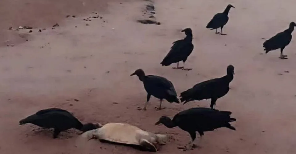 Tartaruga é encontrada morta nesta segunda-feira (22) na Praia de Jaguaribe, em Salvador