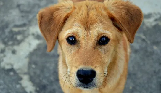 Anvisa proíbe distribuição de lotes de petiscos contaminados que mataram animais domésticos
