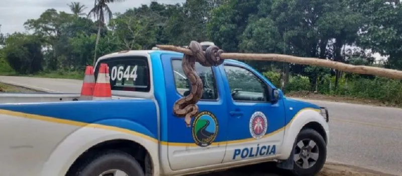 SUSTO: Cobra de dois metros é resgatada na via pública em Porto Seguro