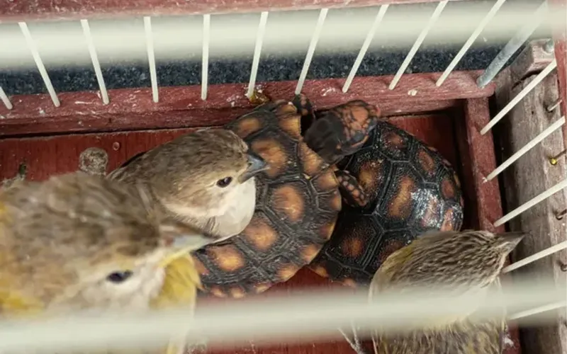 A lei brasileira prev&ecirc; pena de deten&ccedil;&atilde;o de seis meses a um ano para quem comercializa animais silvestres sem autoriza&ccedil;&atilde;o/Foto: Coppa