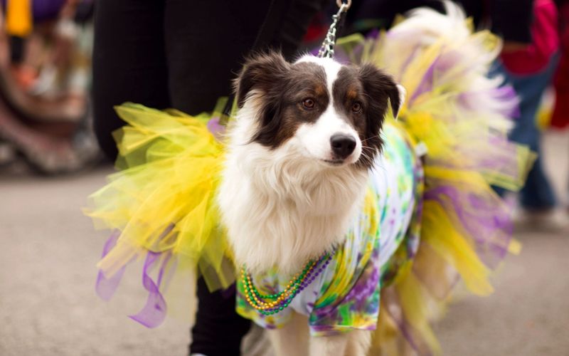 Botinhas para pets ajudam a proteger as patas do asfalto quente e de objetos cortantes deixados nas ruas ap&oacute;s os blocos/Foto: Reprodu&ccedil;&atilde;o&nbsp;