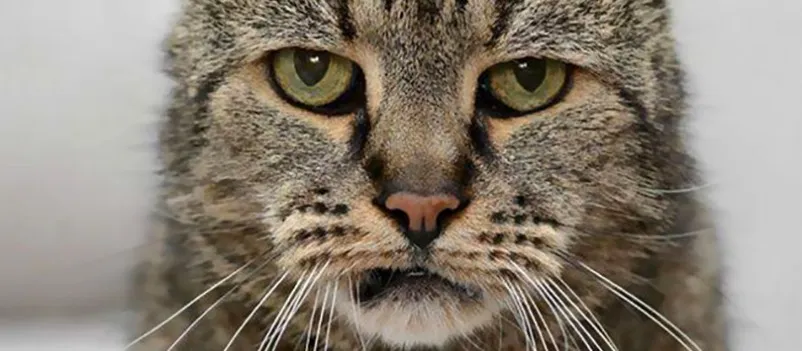 ‘GATOSO’: Conheça Nutmeg, o ‘gato idoso’ que completou 31 anos