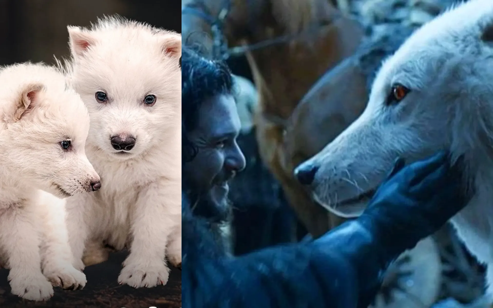 Lobo terrível é o mesmo que aparece na série Game of Thrones (GOT); animal foi extinto há mais de 10 mil anos