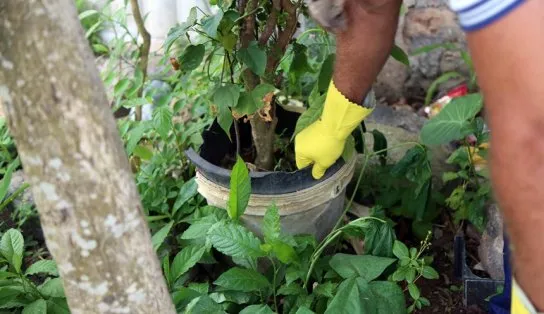 Campanha de mobilização contra o mosquito transmissor da dengue será iniciada nesta quinta em Salvador