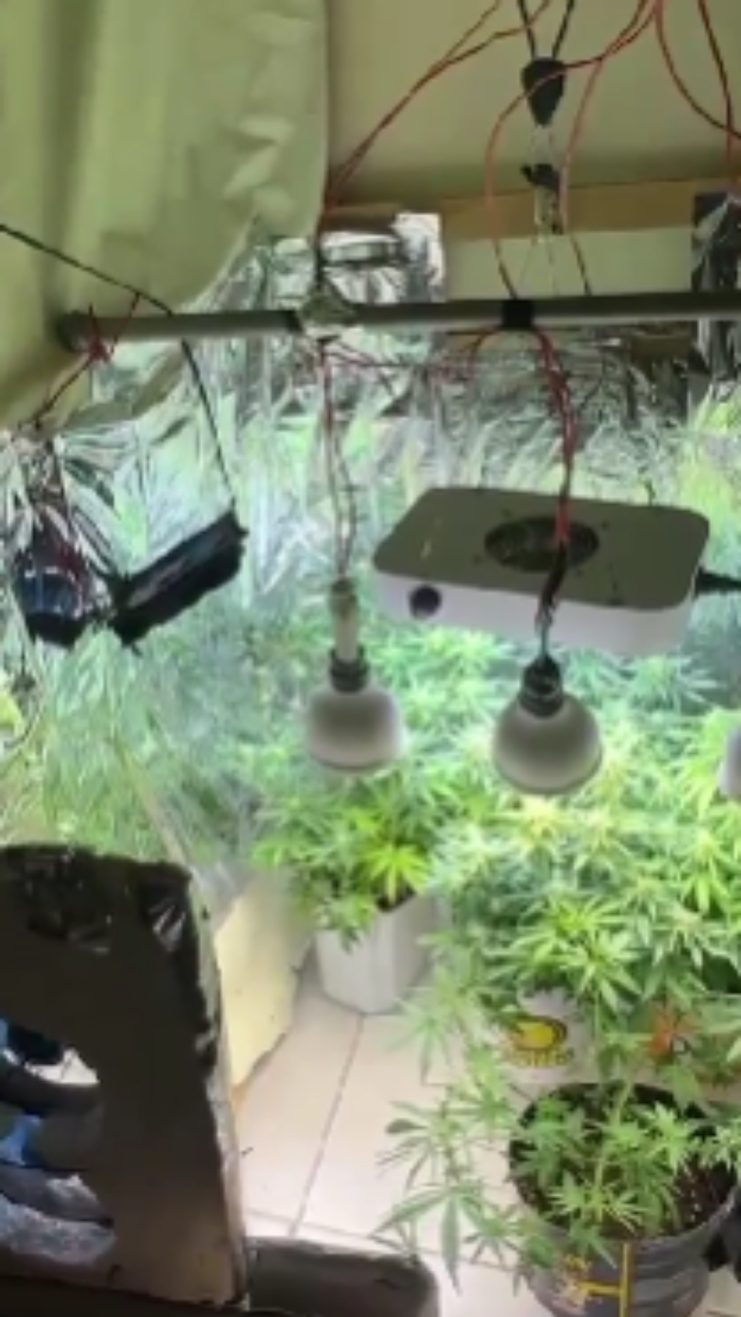 Pol&iacute;cia desarticulou estufa com p&eacute;s de maconha em Porto Seguro, no sul da Bahia | Imagem: Pol&iacute;cia Civil