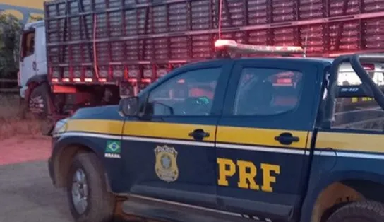 Bovinos e suínos são resgatados pela PRF em situação de maus-tratos durante transporte na BR-242  