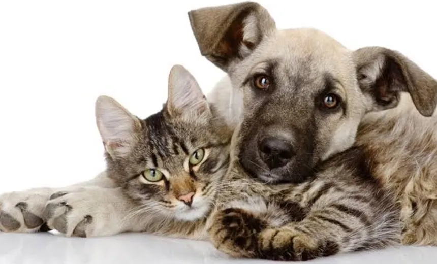 Feira de adoção de cães e gatos será realizada em Vilas do Atlântico
