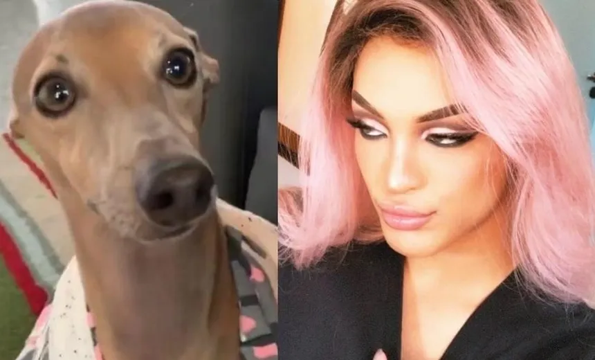 “Briga” entre Pabllo Vittar e Plínio, cachorro de Anitta, gera meme na internet