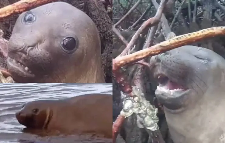 Animal marinho se perde e aparece no interior da Bahia; biólogo explica