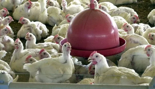 Foco de gripe aviária é descoberto na França; país decide abater diversas galinhas para conter vírus