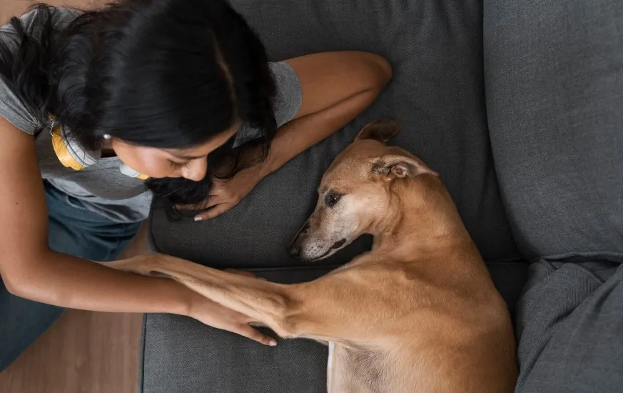 Lei define guarda compartilhada de pets; veja como vai funcionar