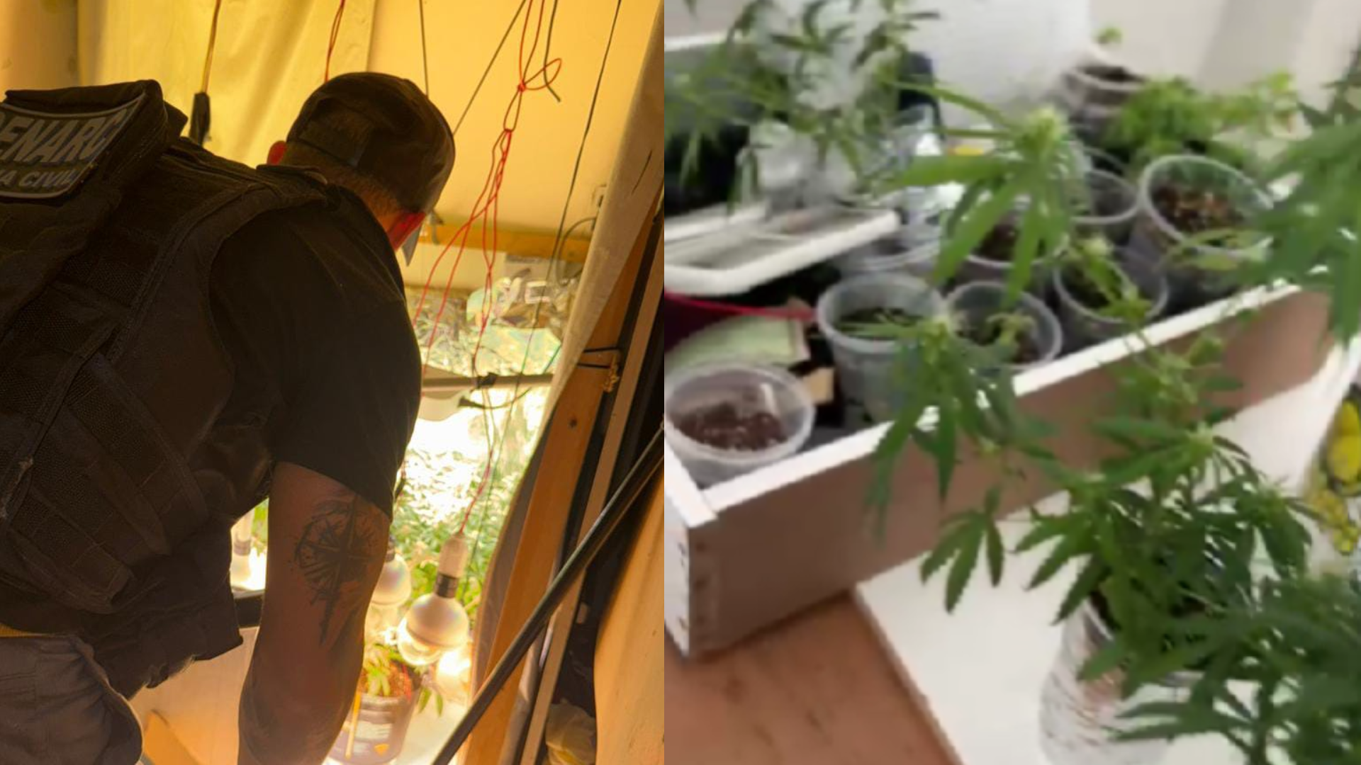 Estufa com 20 p&eacute;s de maconha foi desarticulada em Porto Seguro, no sul da Bahia | Pol&iacute;cia Ciivl