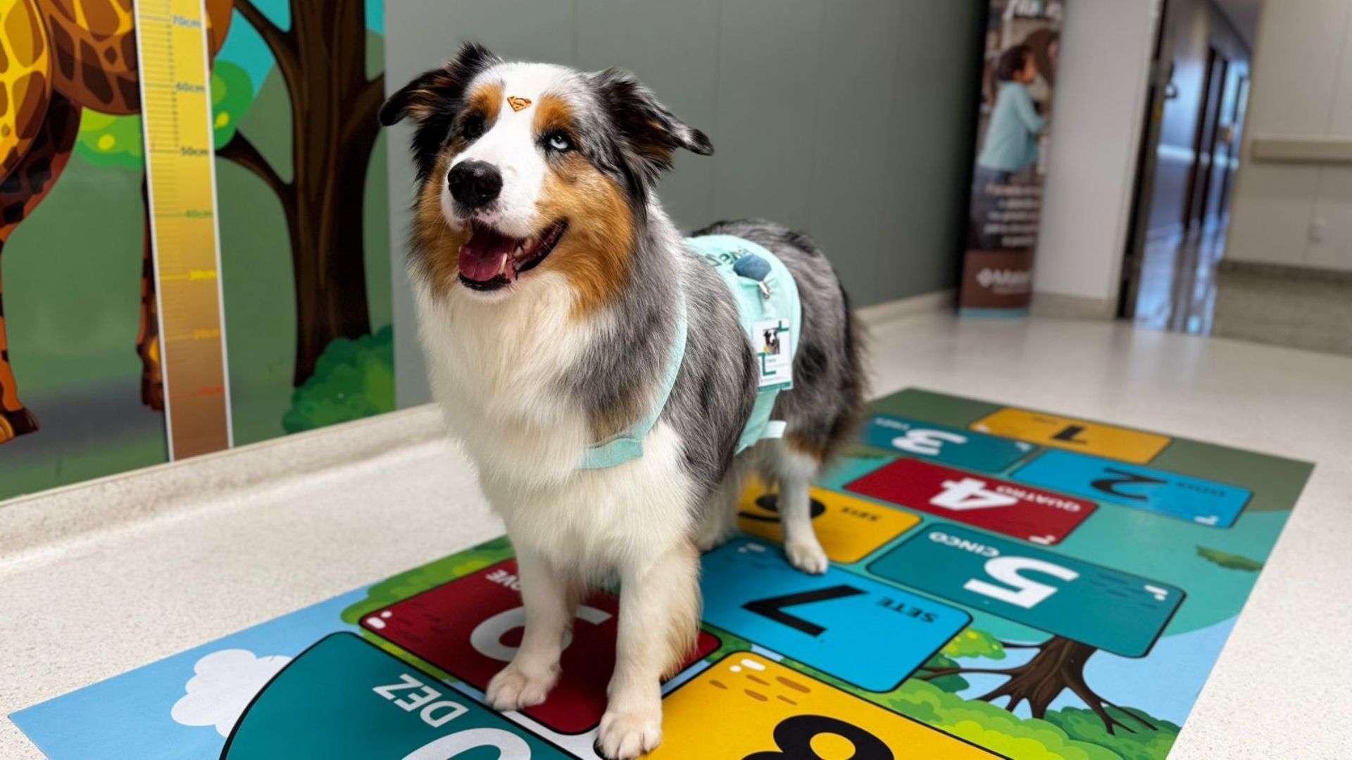 Twix, cão-terapeuta do Hospital Mater Dei Salvador | Foto: Marketing Mater Dei Salvador