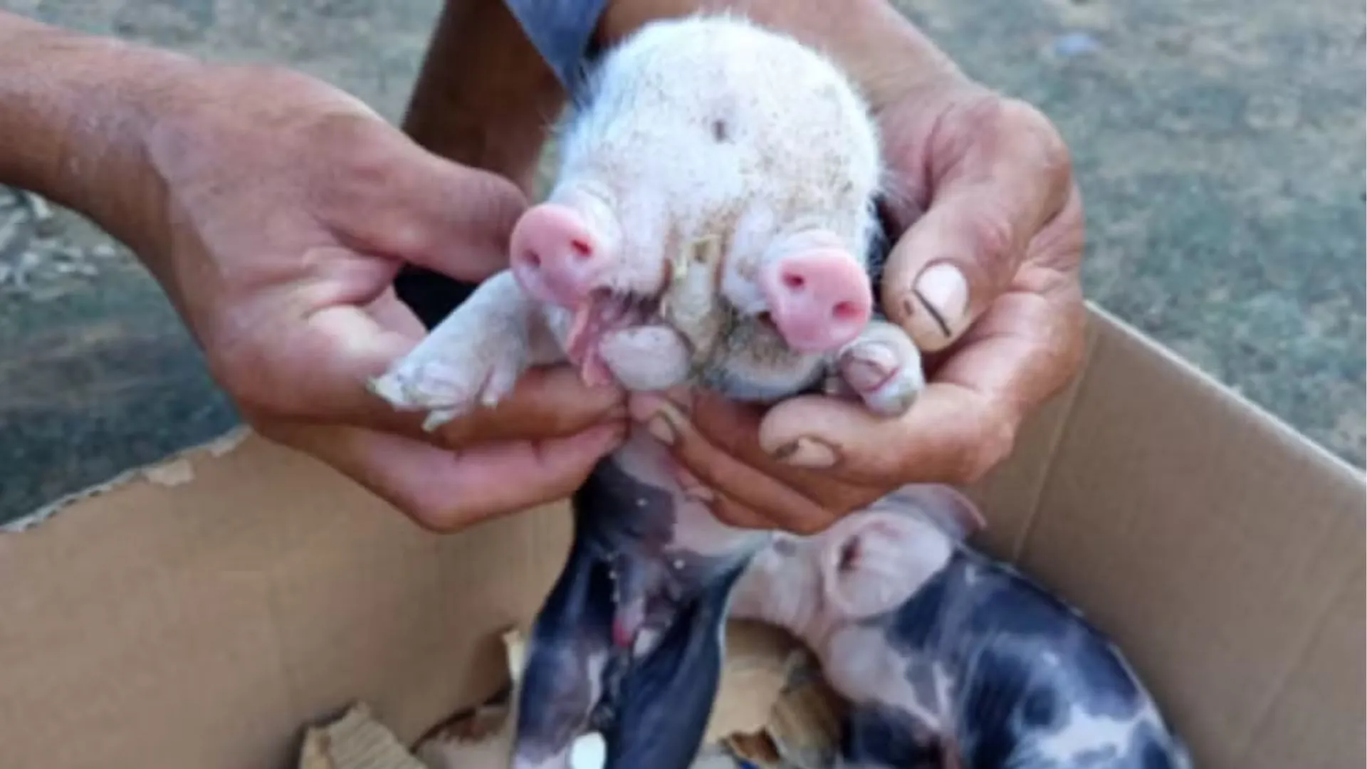 Filhote de porco nasce com dois focinhos em Feira de Santana; vídeo