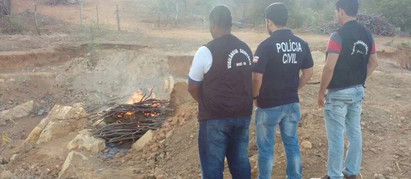 JOÃO DOURADO: Polícia Civil incinera 80 kg de maconha apreendida em zona rural