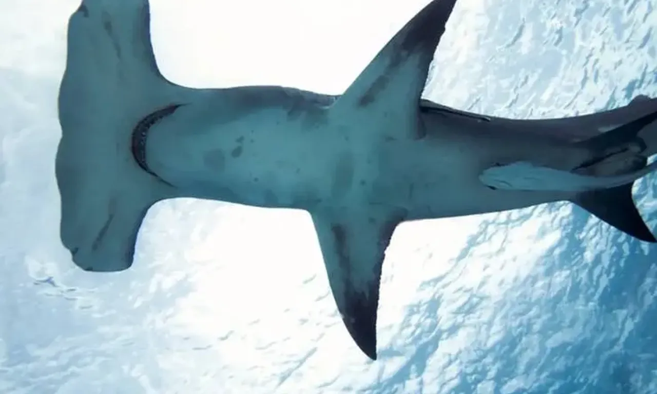 Foto: Reprodu&ccedil;&atilde;o