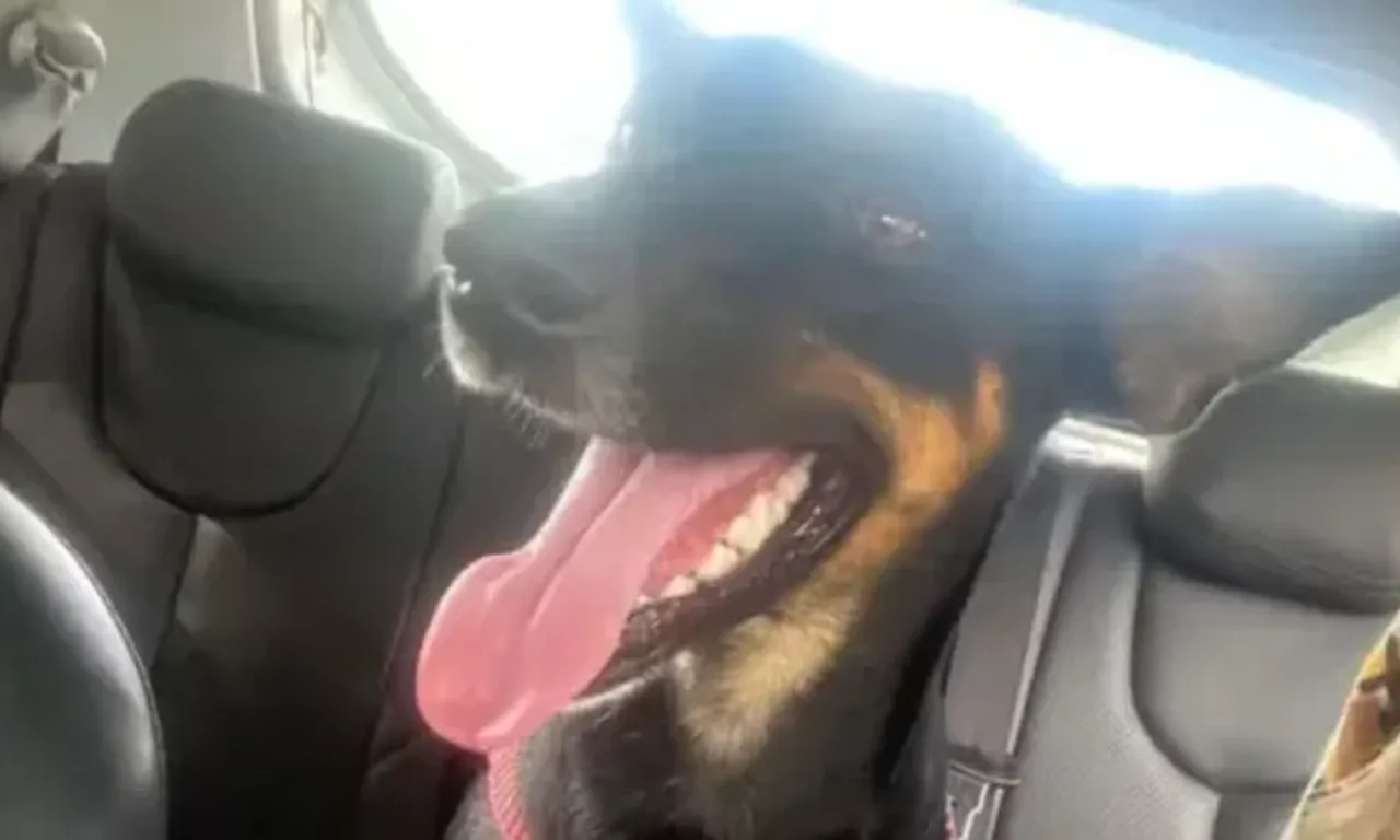 Cadela &eacute; encontrada morta no campus do Ifba Foto Redes Sociais