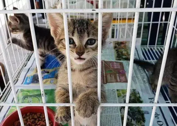 Feira tem adoção de animais e oficinas no Parque da Cidade, em Salvador