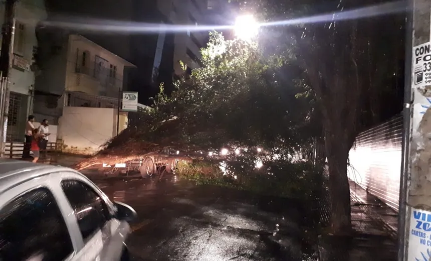 Árvore cai e deixa rua obstruída rua na Graça