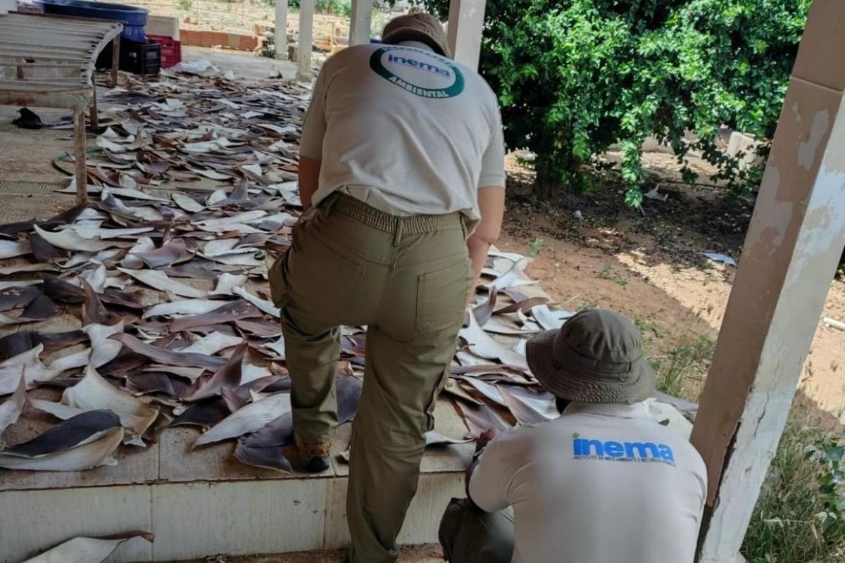 A&ccedil;&atilde;o apreende 1,5 tonelada de barbatanas de tubar&atilde;o em cidade baiana. Foto: Divulga&ccedil;&atilde;o/PF