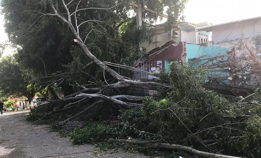 Fortes ventos causados por mau tempo 'arrancam' árvore no Vale dos Lagos 