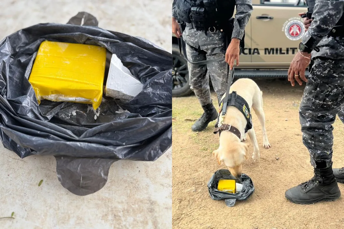 VÍDEO: cães localizam drogas enterradas em área de mata em Jequié