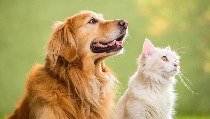 Tatuagens e piercings em cães e gatos estão proibidos. Foto: Freepik 
