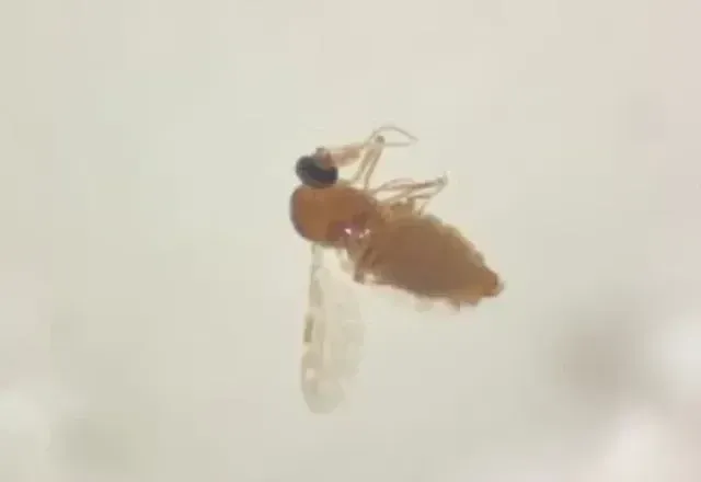 Febre oropouche em gestantes pode estar associada a casos de microcefalia em bebês
