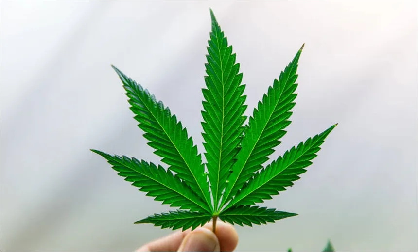 Muita onda: dois salva-vidas são flagrados com maconha em Piatã 