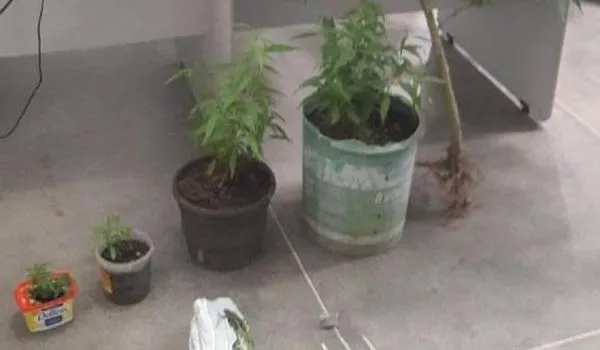 Rondesp descobre cultivo de maconha na varanda de uma casa na cidade de Barreiras
