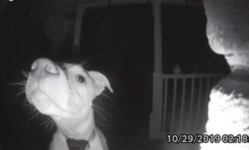 'Esperta é ela': cadela 'toca' campainha para avisar aos donos que ficou trancada fora de casa; veja vídeo
