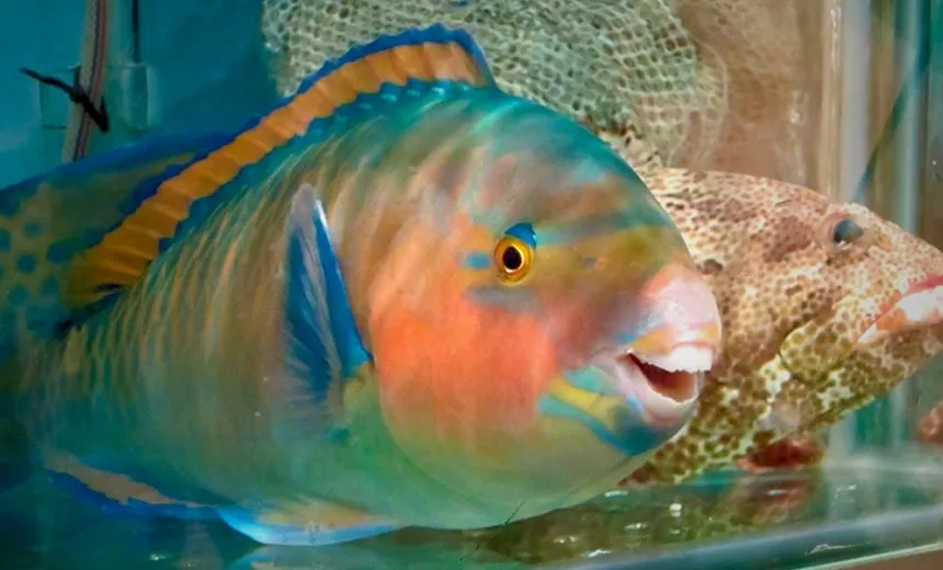 &#8220;Manjuba ou Rabo Aberto?&#8221;: já escolheu o peixe que vai comer neste feriado?