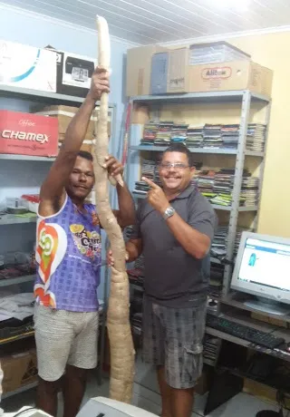 Mandioca gigante vira atração em cidade baiana; Veja dicas do que fazer com o vegetal