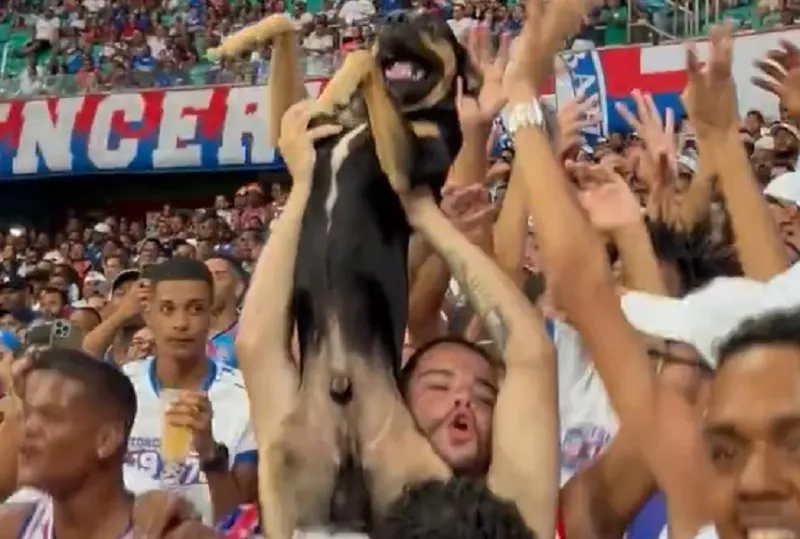 Na Fonte Nova, cachorro comemora triunfo do Bahia contra o Ceará