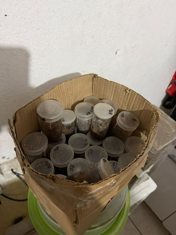 Tar&acirc;ntulas De Grande Porte Apreendidas Pela Pol&iacute;cia Federal Em Salvador Durante Opera&ccedil;&atilde;o Contra Tr&aacute;fico De Animais Silvestres (2)