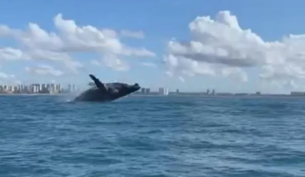 Baleia Jubarte é filmada brincando na Praia de Patamares, em Salvador; assista 