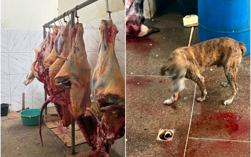 Consumir carne impr&oacute;pria aumenta o risco de infec&ccedil;&otilde;es causadas por bact&eacute;rias como Salmonella e Escherichia coli, que podem provocar diarreia, febre, v&ocirc;mitos e complica&ccedil;&otilde;es mais graves em crian&ccedil;as e idosos/Foto: Adab/Divulga&ccedil;&atilde;o&nbsp;