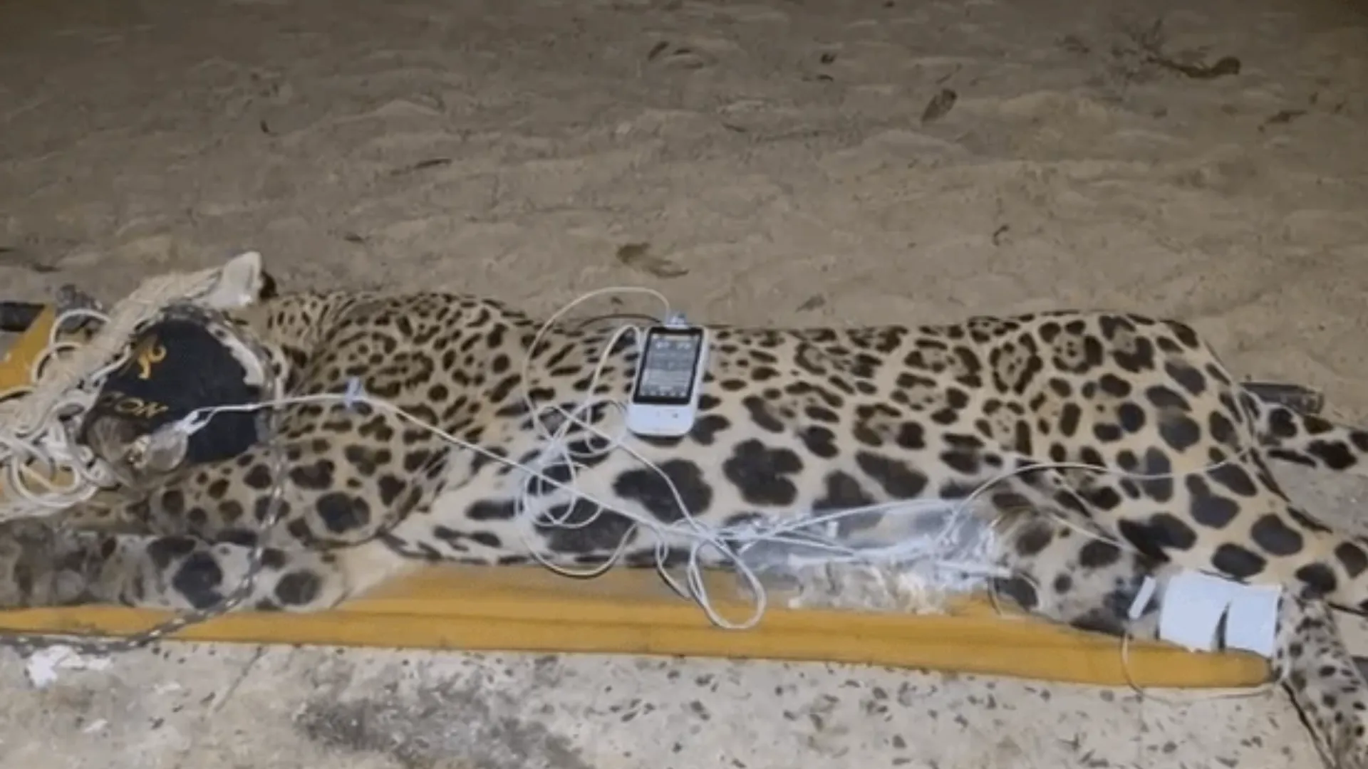 Onça-pintada suspeita de atacar caseiro no Pantanal é capturada
