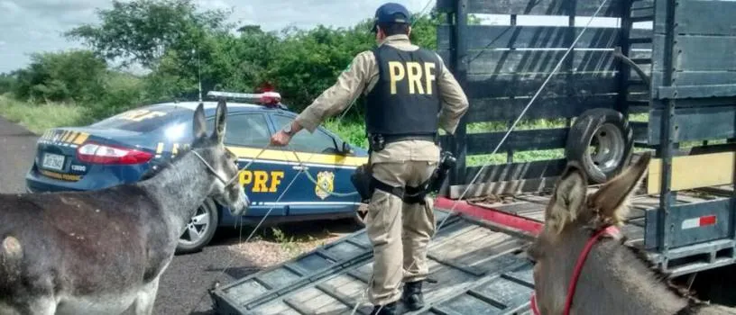 ‘JUMENTICE’: Governo abate 300 jumentos para evitar acidentes em estradas baianas