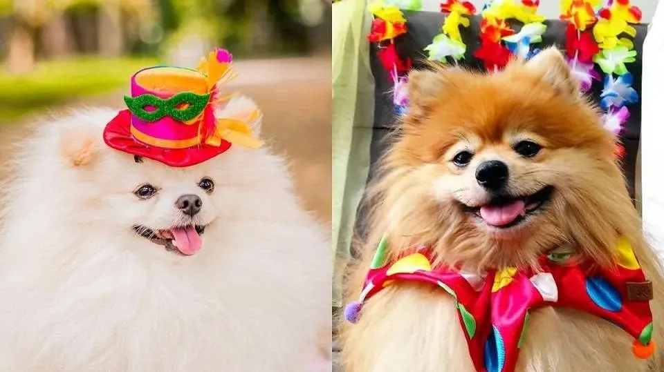 Ressaca do CarnavAU: disponíveis para adoção, pets vão desfilar fantasiados em Salvador