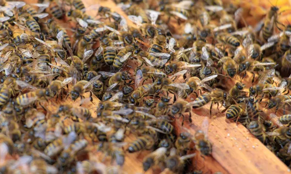 Ataque de abelhas deixa 15 feridos no interior da Bahia.Foto: Reprodução